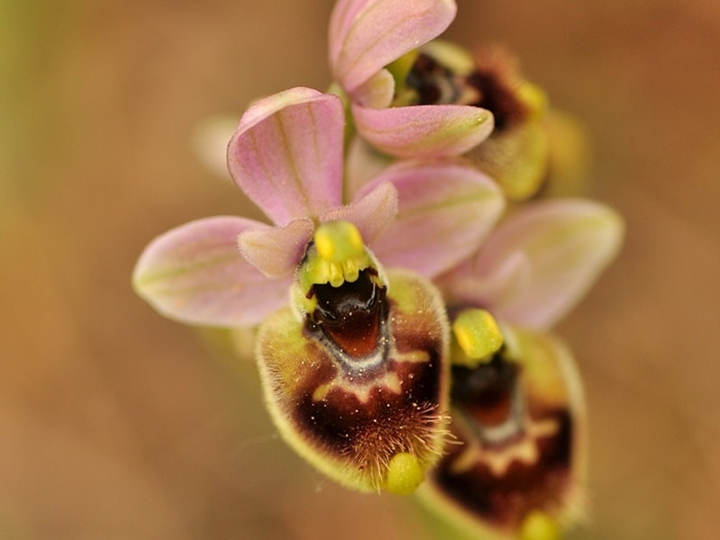 Ophrys tenthredinifera-min.jpg